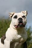 BOULEDOGUE AMERICAIN 295